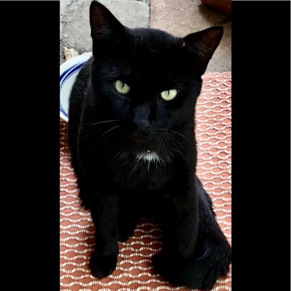 Posher Kathleen ❤️😻”Here, Kitty, kitty” - Picture 5 of 16